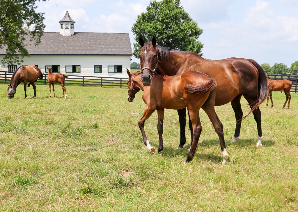 Mare and foal at the Flying Dutchmen farm in Kentucky