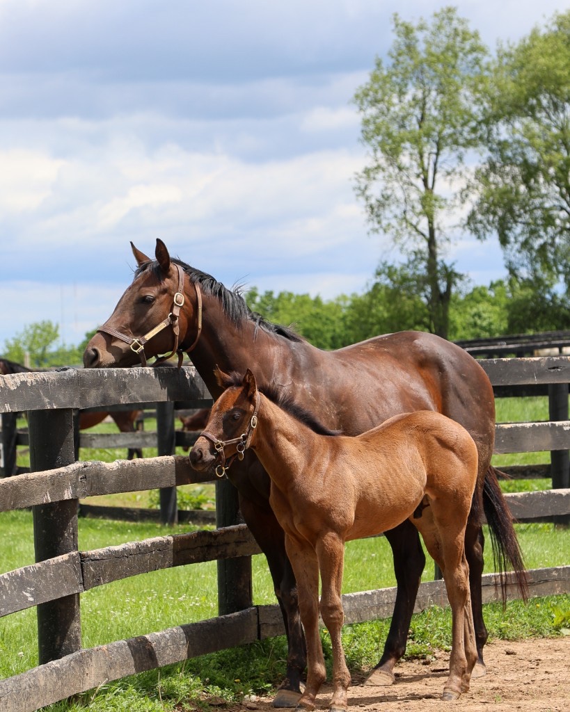 Hot Water with foal at the fence