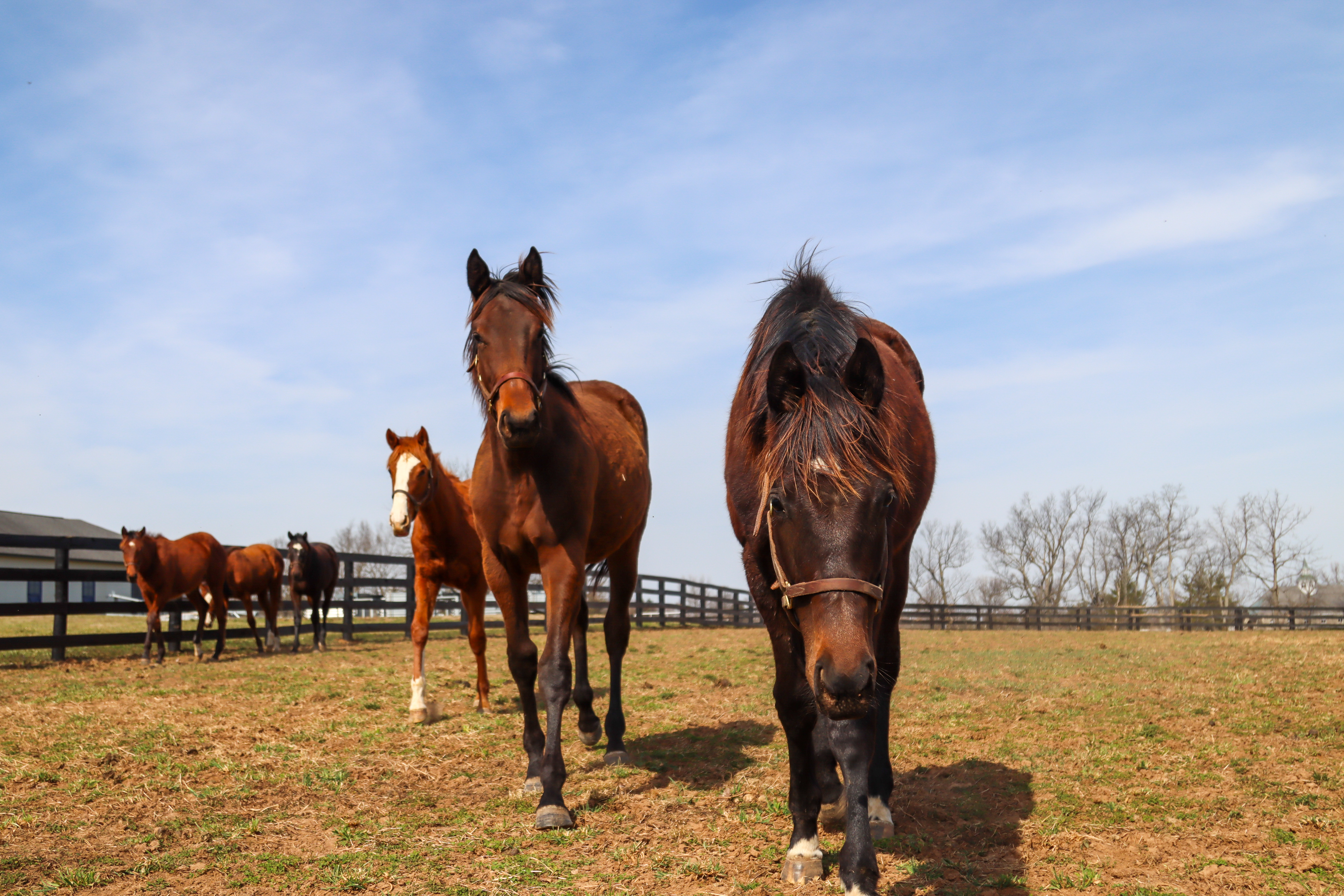 Flip Flop Freak and American Underdog in a Kentucky pasture
