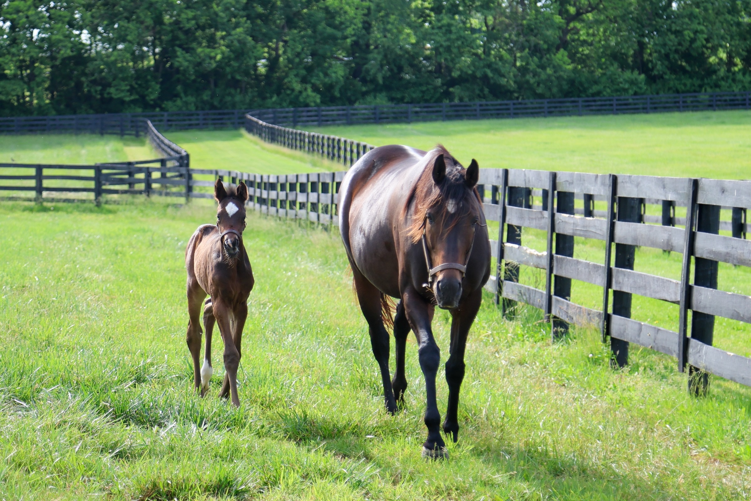 Ancient Peace with foal